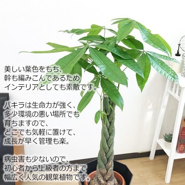 パキラ 8号 スタイリッシュな黒色鉢カバー 観葉植物 送料無料 中型