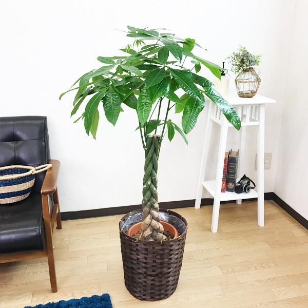 パキラ。大型。鉢付き パキラ。大型。鉢付き