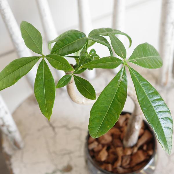 パキラ カーブS字樹形 茶色陶器鉢植え 卓上サイズ 観葉植物 金のなる木