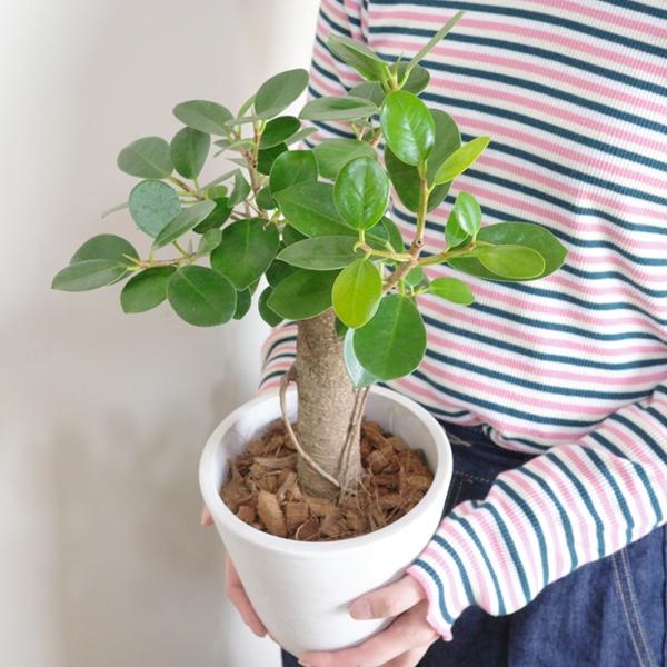 希少種のパンダガジュマル*