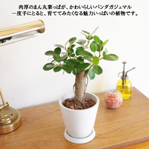 ガジュマル パンダガジュマル 朴 ボタニープランター ホワイト ゴムの 