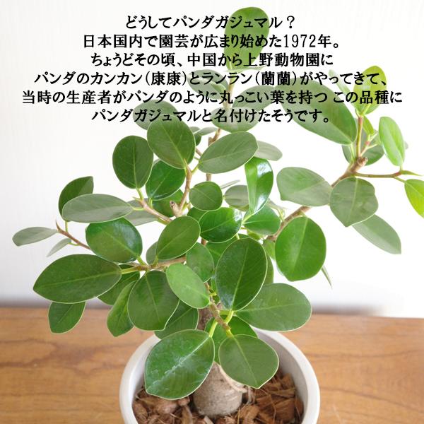 ガジュマル パンダガジュマル 朴 ボタニープランター ホワイト ゴムの