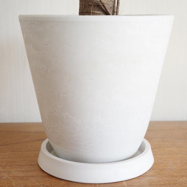 花*華様 元祖◾︎白パンダガジュマル ◾︎挿し木専用 花*華様 元祖◾︎白パンダガジュマル ◾︎挿し木専用