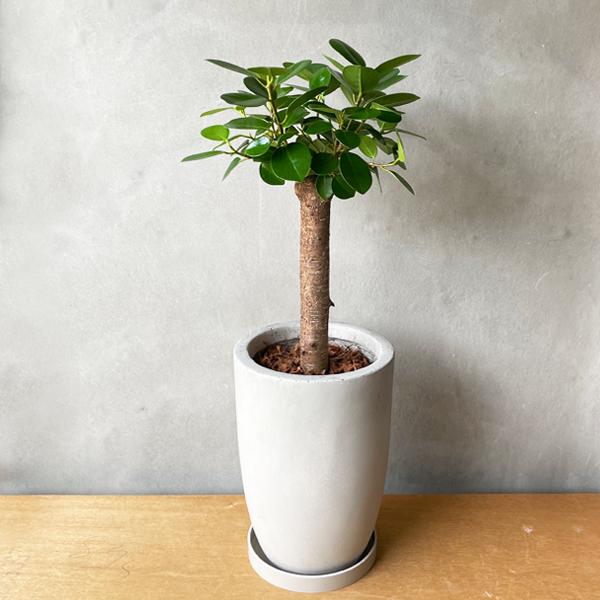 パンダガジュマル ファイバーロングポット植え 希少なガジュマル ゴム