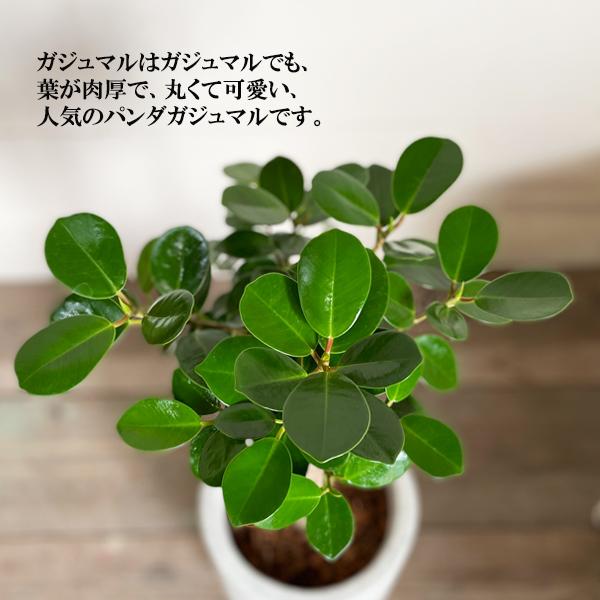 パンダガジュマル ファイバーロングポット植え 希少なガジュマル ゴム