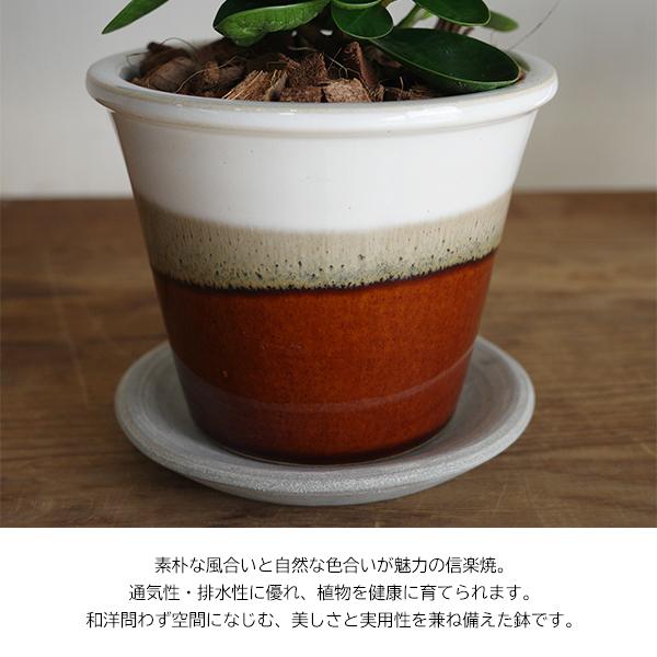 ミニ パンダガジュマル 信楽焼 陶器鉢植え 茶色 ゴムの木 送料無料