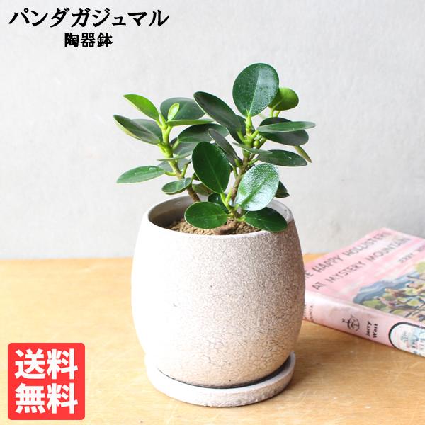 パンダガジュマル ミニ ベージュ陶器鉢植え ゴムの木 送料無料 希少種