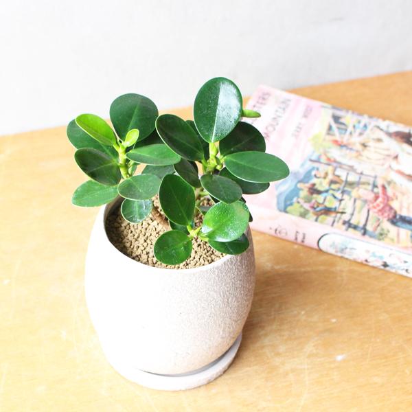 ［現品］【希少】4番　パンダガジュマル　観葉植物　レア　室内　接木　陶器鉢　ゴム 現品］【希少】4番 パンダガジュマル 観葉植物 レア 室内 接木