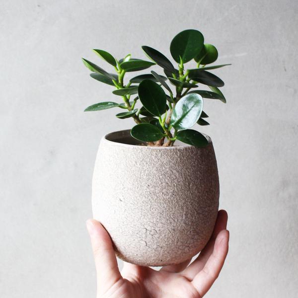 パンダガジュマル ミニ ベージュ陶器鉢植え ゴムの木 送料無料 希少種