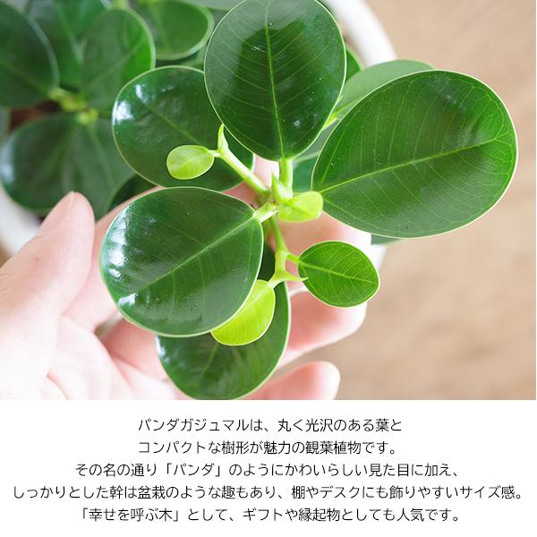 白パンダガジュマル 発根済み 発根済み□白パンダガジュマル□希少種