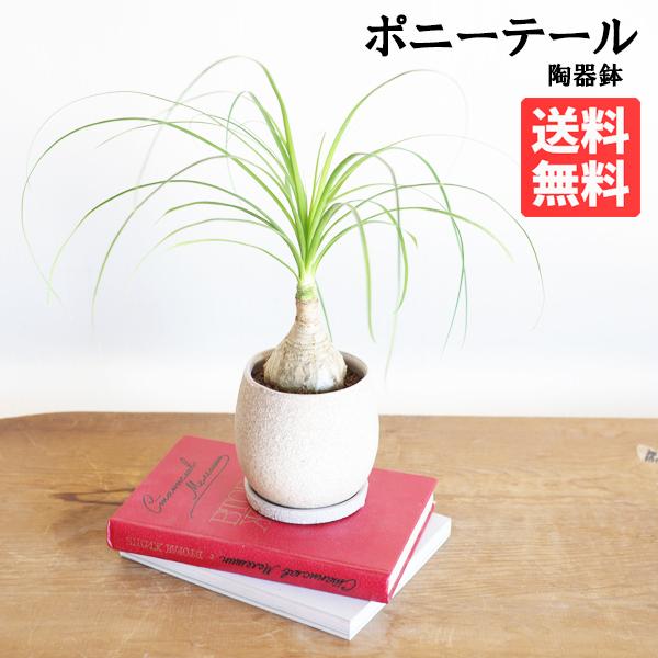 ポニーテール ベージュ陶器鉢植え トックリラン ノリナ 観葉植物 金運