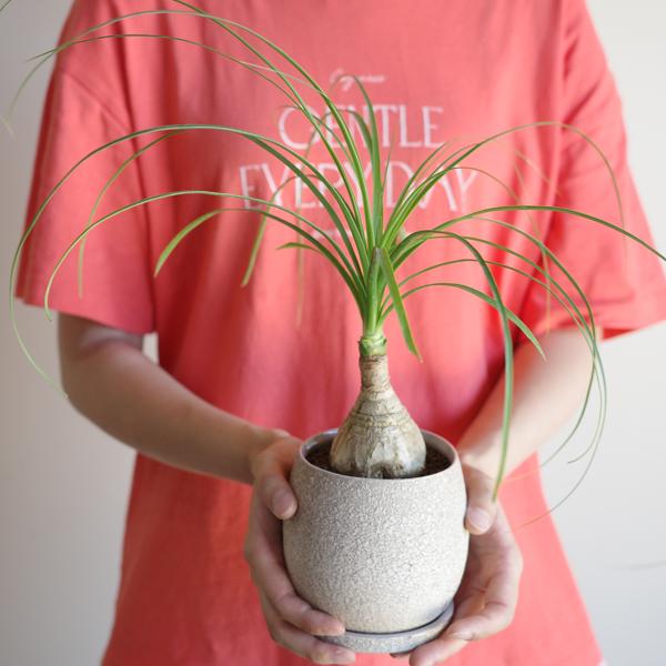 ポニーテール ベージュ陶器鉢植え トックリラン ノリナ 観葉植物 金運