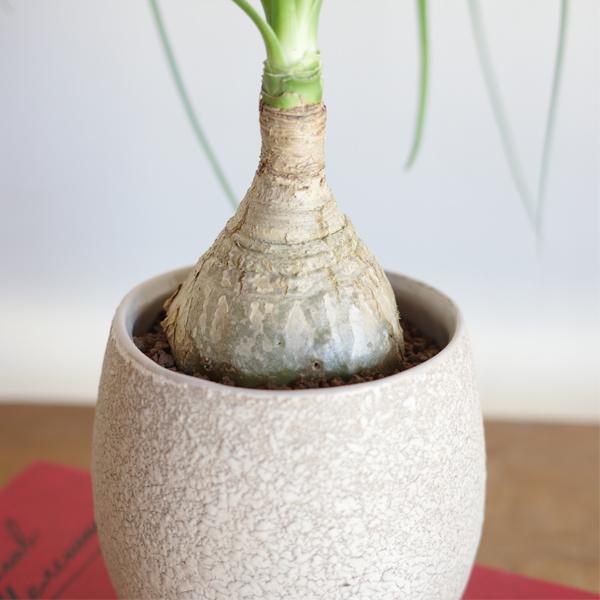 ポニーテール ベージュ陶器鉢植え トックリラン ノリナ 観葉植物 金運