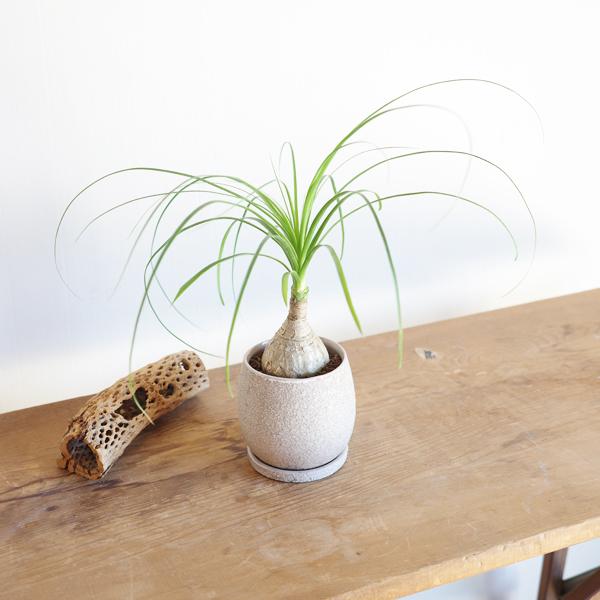 ポニーテール ベージュ陶器鉢植え トックリラン ノリナ 観葉植物 金運