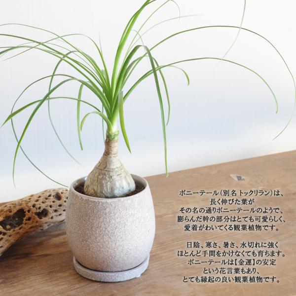 ポニーテール ベージュ陶器鉢植え トックリラン ノリナ 観葉植物 ポニーテール ベージュ陶器鉢植え トックリラン ノリナ 観葉植物