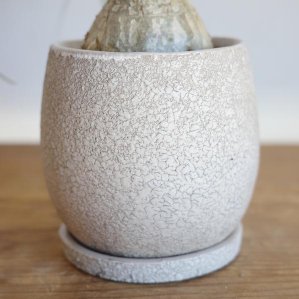 ポニーテール ベージュ陶器鉢植え トックリラン ノリナ 観葉植物 金運