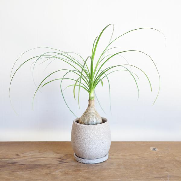 ポニーテール ベージュ陶器鉢植え トックリラン ノリナ 観葉植物 金運