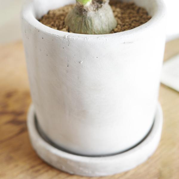 ポニーテール アッシュグレー セメント鉢植え トックリラン ノリナ