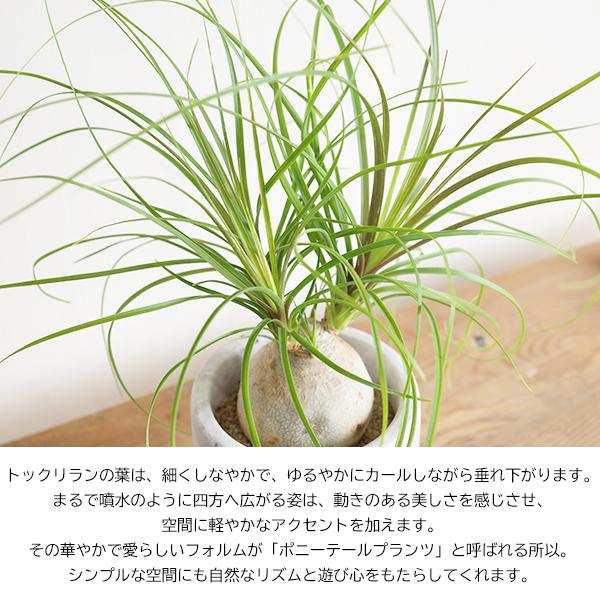 ポニーテール アッシュグレー セメント鉢植え トックリラン ノリナ