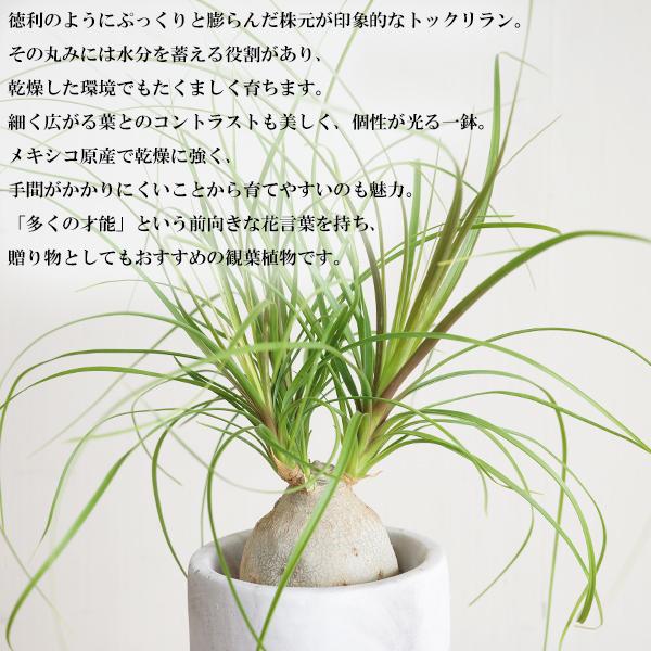 ポニーテール アッシュグレー セメント鉢植え トックリラン ノリナ