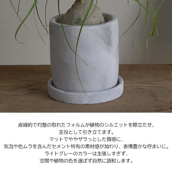 ポニーテール アッシュグレー セメント鉢植え トックリラン ノリナ