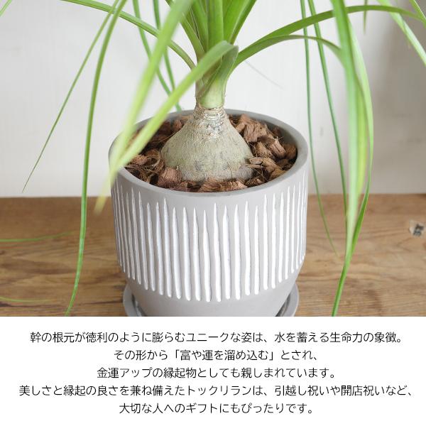 ポニーテール(トックリラン) ポニーテール 観葉植物 縦ライン セメント鉢植え トックリラン ノリナ