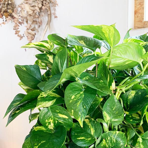 ポトス タワー仕立て 10号 観葉植物 大型 キューブ型 高級鉢