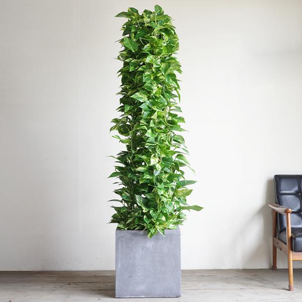 【大型観葉植物をおしゃれに飾れる】 天然木製の3段式 鉢カバー 10号サイズ ポトス タワー仕立て 10号 観葉植物 大型 キューブ型 高級鉢カバー付