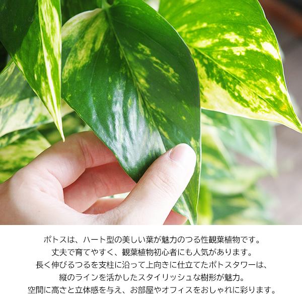 ポトス 特大 タワー仕立て 観葉植物 10号 大型 ラウンド型 高級鉢カバー付 アッシュグレー ファイバー樹脂製 おしゃれ 鉢植え 本物 大きい |  | 01