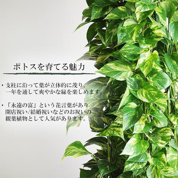 ポトス 特大 タワー仕立て 観葉植物 10号 大型 ラウンド型 高級鉢カバー付 アッシュグレー ファイバー樹脂製 おしゃれ 鉢植え 本物 大きい |  | 02
