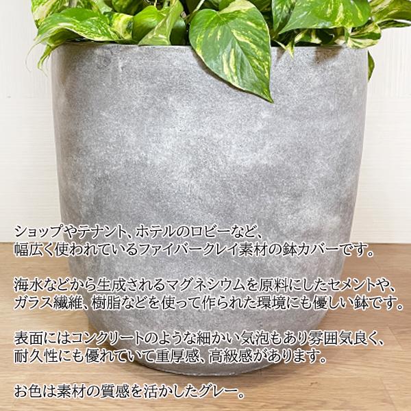 ポトス 特大 タワー仕立て 観葉植物 10号 大型 ラウンド型 高級鉢