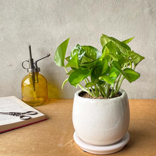 ポトス グローバルグリーン ホワイト アンティークテラコッタ鉢植え 観葉植物 ミニ 卓上 丈夫で簡単 即日出荷 送料無料 |  | 01
