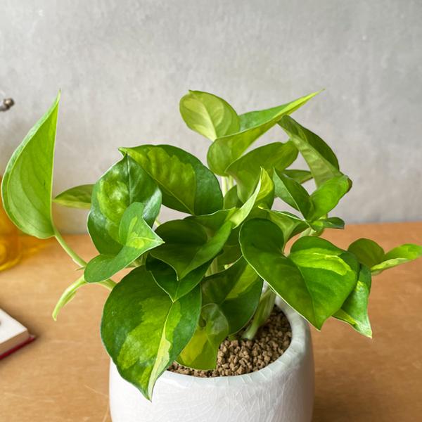ポトス グローバルグリーン ホワイト アンティークテラコッタ鉢植え 観葉植物 ミニ 卓上 丈夫で簡単 即日出荷 送料無料 |  | 02