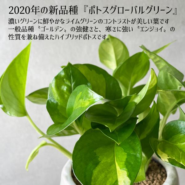 ポトス グローバルグリーン ホワイト アンティークテラコッタ鉢植え 観葉植物 ミニ 卓上 丈夫で簡単 即日出荷 送料無料 |  | 03