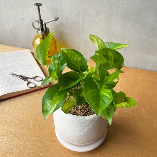 ポトス グローバルグリーン ホワイト アンティークテラコッタ鉢植え 観葉植物 ミニ 卓上 丈夫で簡単 即日出荷 送料無料 |  | 05