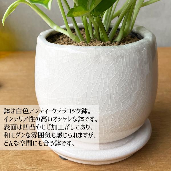 ポトス グローバルグリーン ホワイト アンティークテラコッタ鉢植え