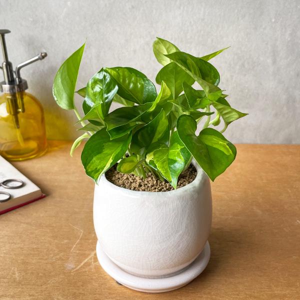 ポトス グローバルグリーン ホワイト アンティークテラコッタ鉢植え 観葉植物 ミニ 卓上 丈夫で簡単 即日出荷 送料無料 |  | 07