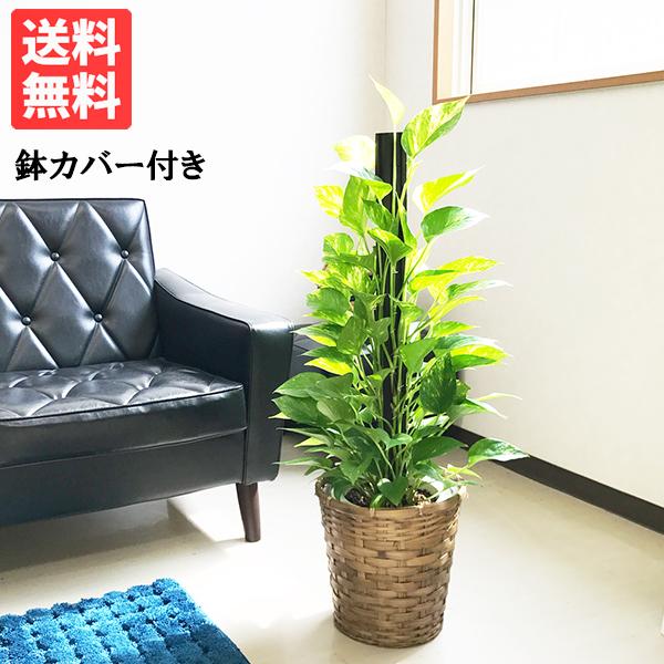 ポトス 鉢カバー付 観葉植物 ヘゴ仕立て 育てやすい観葉植物 送料無料 中型 | 