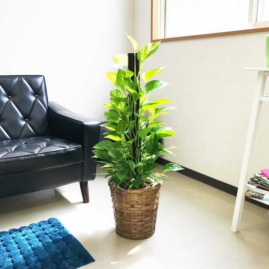 ポトス 鉢カバー付 観葉植物 ヘゴ仕立て 育てやすい観葉植物 送料無料 中型 |  | 01