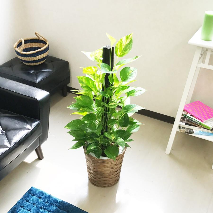 ポトス 鉢カバー付 観葉植物 ヘゴ仕立て 育てやすい観葉植物 送料無料 中型 |  | 02