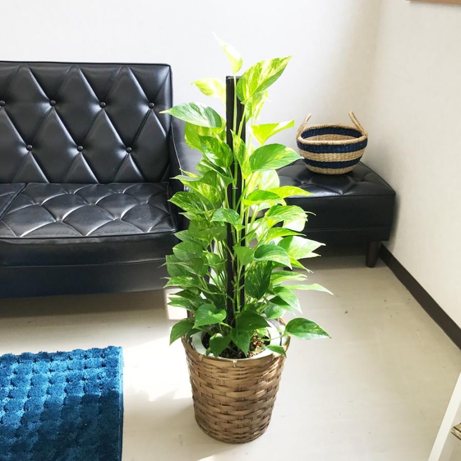 ポトス 鉢カバー付 観葉植物 ヘゴ仕立て 育てやすい観葉植物 送料無料 中型 |  | 03