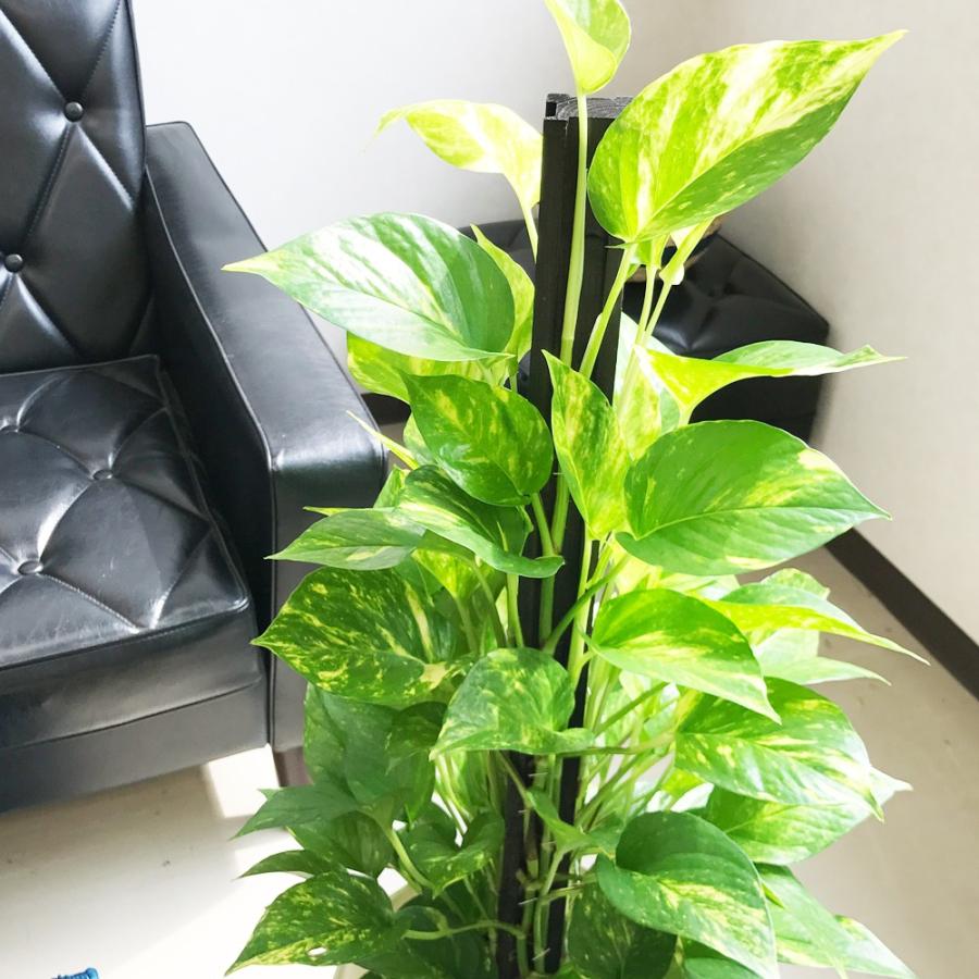 ポトス 鉢カバー付 観葉植物 ヘゴ仕立て 育てやすい観葉植物 送料無料 中型 |  | 04