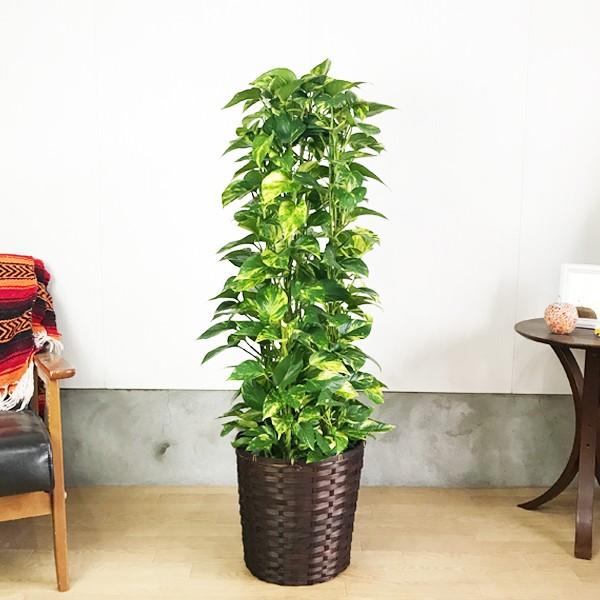 ポトス 鉢カバー付 送料無料 観葉植物 タワー仕立て 育てやすい観葉植物 中型 大型 Potosu8tower 観葉植物のパーフェクトグリーン 通販 Yahoo ショッピング