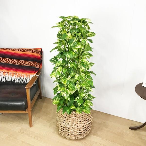 ポトス 手編みバスケット付き タワー仕立て 育てやすい 観葉植物 送料無料 中型 大型 Potosu8vl 観葉植物のパーフェクトグリーン 通販 Yahoo ショッピング