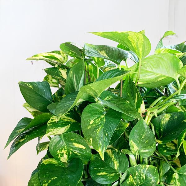 ポトス 観葉植物 10号 大型 タワー仕立て キューブ型 高級鉢