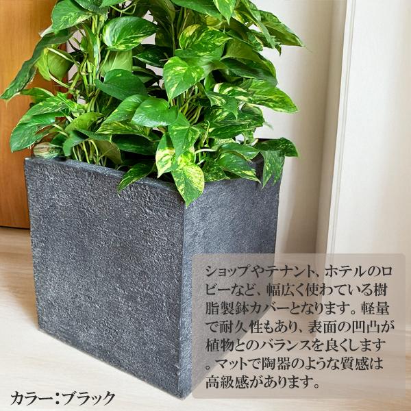 フィカス エベレスト 大型観葉植物 樹高約160cm 10号鉢入り 現品お届け フィカス エベレスト 大型観葉植物 約160cm 10号鉢入り 特大