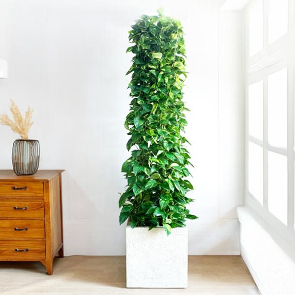 ポトス 観葉植物 10号 大型 タワー仕立て キューブ型 高級鉢