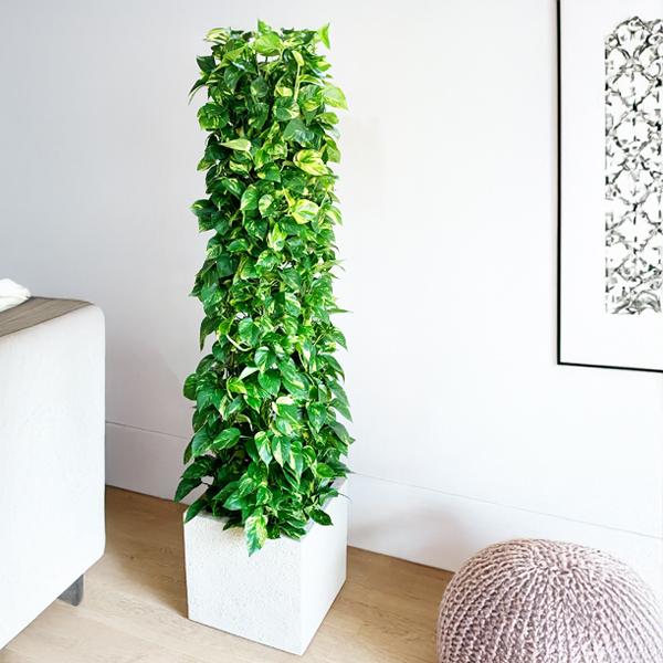 ポトス 観葉植物 10号 大型 タワー仕立て キューブ型 高級鉢カバー付