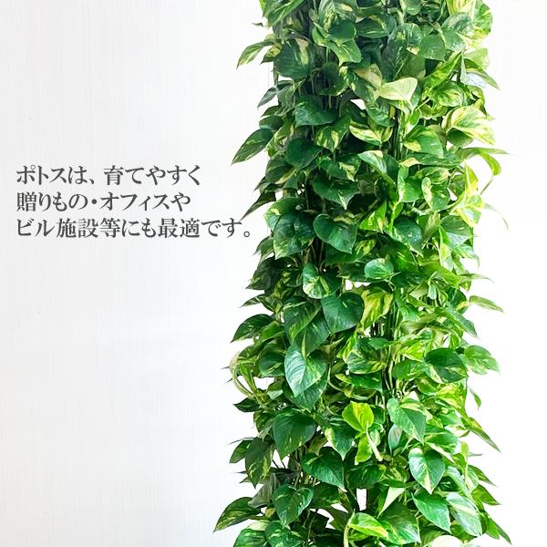法人宛送料無料 ポトス 特大 タワー仕立て 10号 キューブ型 デザイナーズ 高級鉢カバー付 アイボリー 観葉植物 おしゃれ 大型 10号鉢 大サイズ Potosucubeiv 観葉植物のパーフェクトグリーン 通販 Yahoo ショッピング