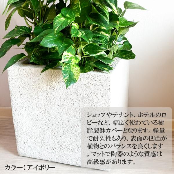 ポトス 観葉植物 10号 大型 タワー仕立て キューブ型 高級鉢